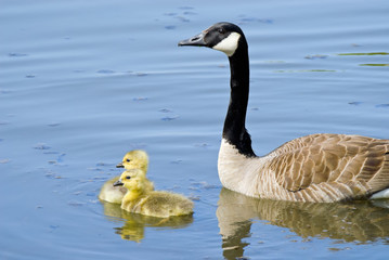 Goose with Goslings
