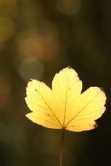 foglia gialla di autunno in controluce