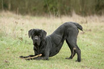 Posture marrante d'un cane corso jouant avec son bâton