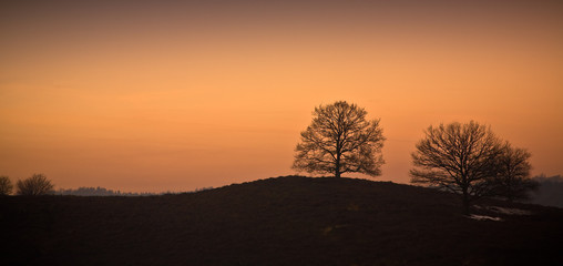 Fototapeta na wymiar Trees on a hill