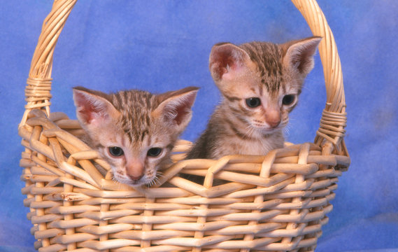 deux petits ocicat dans un panier