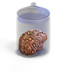 3d render of a human brain laying in a jay with clipping path