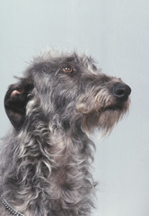 Portrait de profil de lévrier deerhound