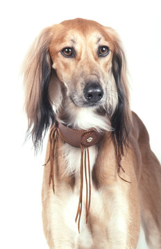 portrait de l&eacute;vrier saluki