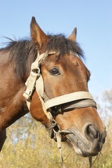 Obraz premium Portrait of country horse on sky background