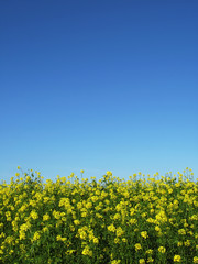 Canola with blue sky vertical
