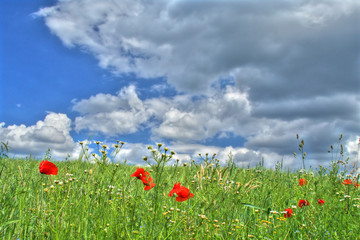 wild summer meadow against dark cumulus clouds.