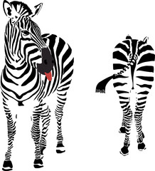 A zebra looking at the buttock of another zebra © Alila Medical Media