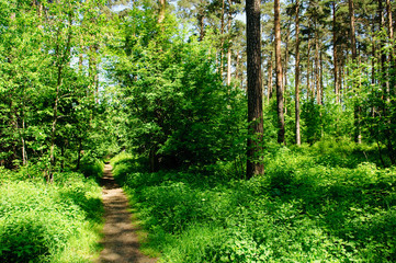 Fototapeta na wymiar Have a walk in wonderful forest