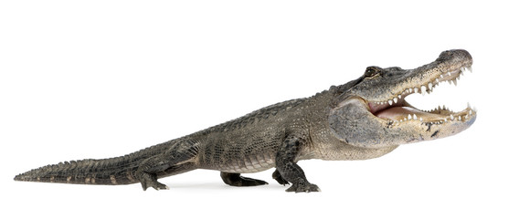 funny  American Alligator in front of a white background