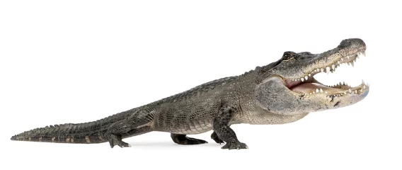 Photo sur Aluminium Crocodile Alligator américain drôle devant un fond blanc