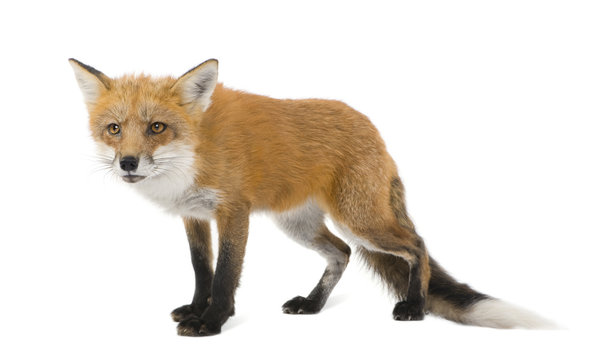 Red fox - Vulpes vulpes in front of a white background