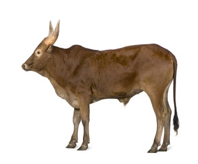 Ankole-Watusi in front of a white background