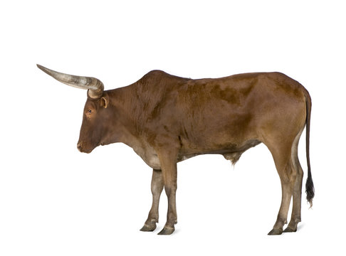 Ankole-Watusi in front of a white background