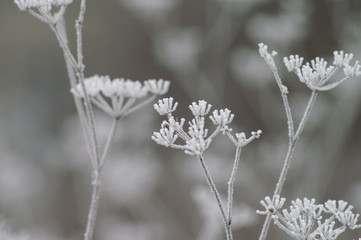gefrorene Pflanze