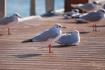 oiseau marin