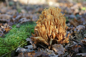 champignon
