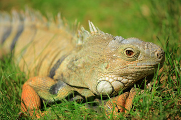 Iguana in the wild