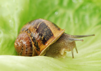 escargot
