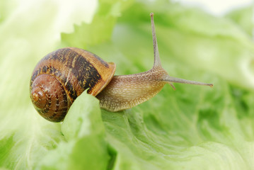 escargot