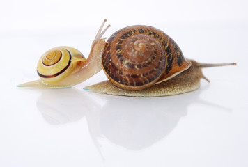 escargot