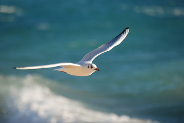 ailes et liberte