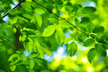 green leaves