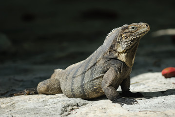 Wild Iguana of Caribbean Islands