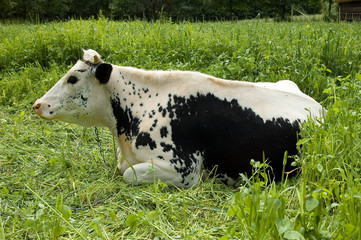 cow black&white