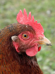 Portrait von braunem Huhn,