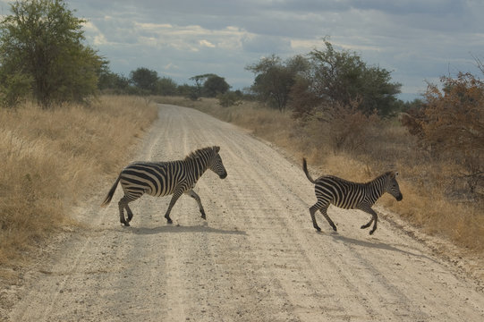 Fototapeta A zebra crossing the dirt road, Tanzania