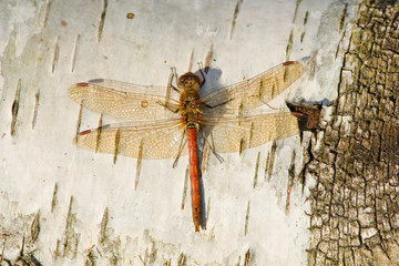 Common Darter Dragonfly