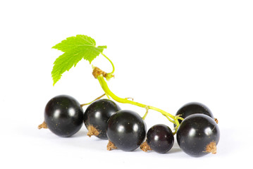 currant