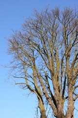 l automne