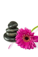 4 balanced pebbles stones with a violet daisy gerbera