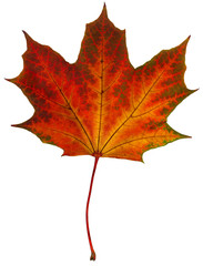 maple leaf