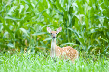A whitetail deer fawn looks for danger