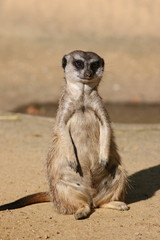 Suricate / Meerkat