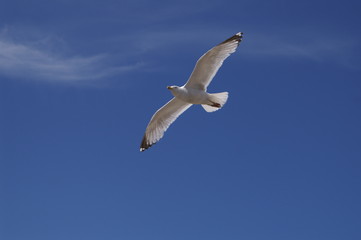Fototapeta na wymiar Seagull rosnących w niebie
