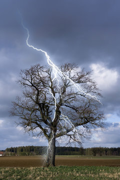 Blitz schlägt in einen Baum ein