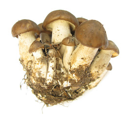 Fried chicken mushroom Lyophyllum decastes cluster