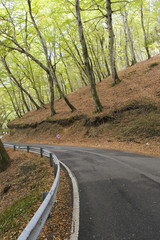 strada nel bosco