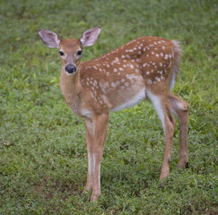 whitetail deer fawn in early morning with spots