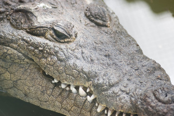 crocodile close up of face