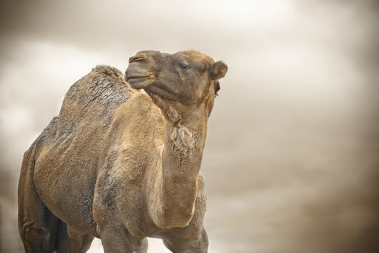 brown camel with clouds in back