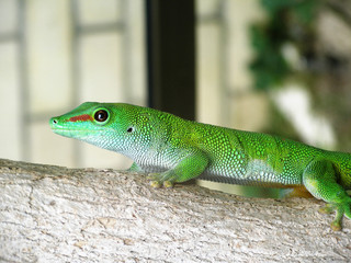 Lizard