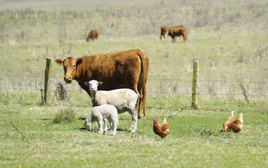 Obraz premium great image of sheep chickens and cows on the farm