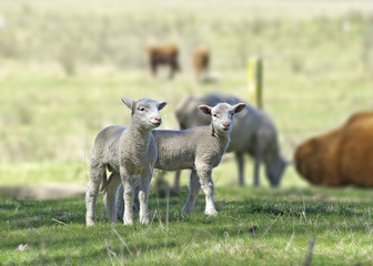 great image of two lambs on the farm © clearviewstock
