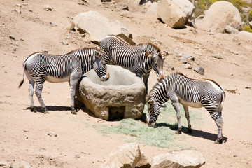 Fototapeta na wymiar Feeding Zebra