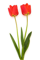 two red tulips isolated with clipping path
